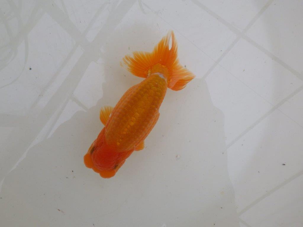 【大切にしてきた二歳らんちゅう 】全国大会東大関獲得ブリーダー　約15cm  オス？の上身