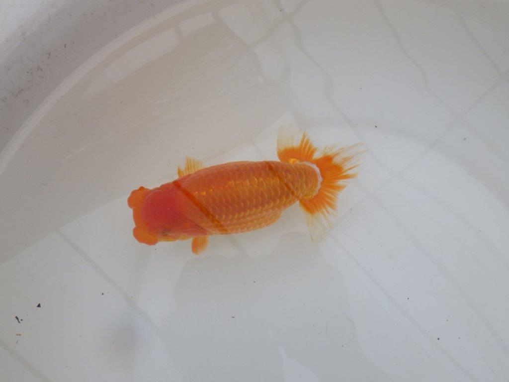 【 鉄板！！】素晴らしい頭、フンタンの発育！当歳らんちゅう　東大関系統　約15,5㎝  メス？