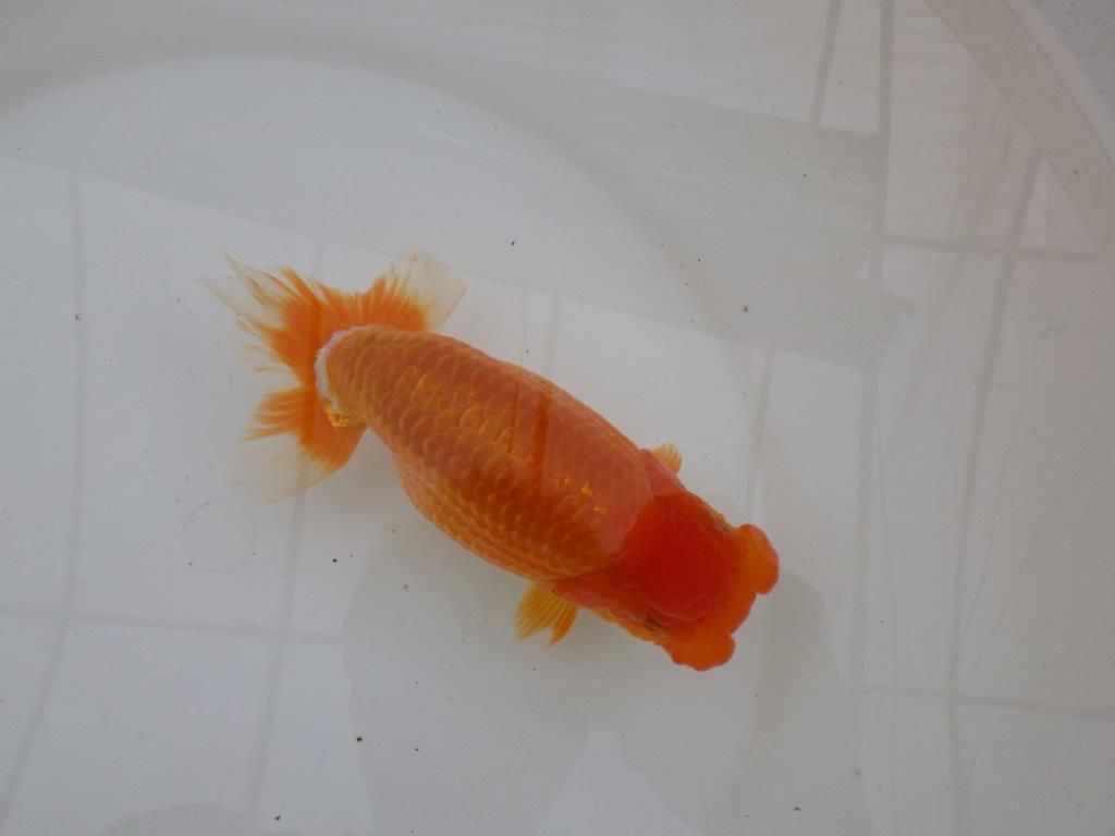 【 鉄板！！】素晴らしい頭、フンタンの発育！当歳らんちゅう　東大関系統　約15,5㎝  メス？