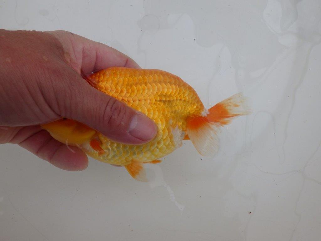 【 鉄板！！】素晴らしい頭、フンタンの発育！当歳らんちゅう　東大関系統　約15,5㎝  メス？
