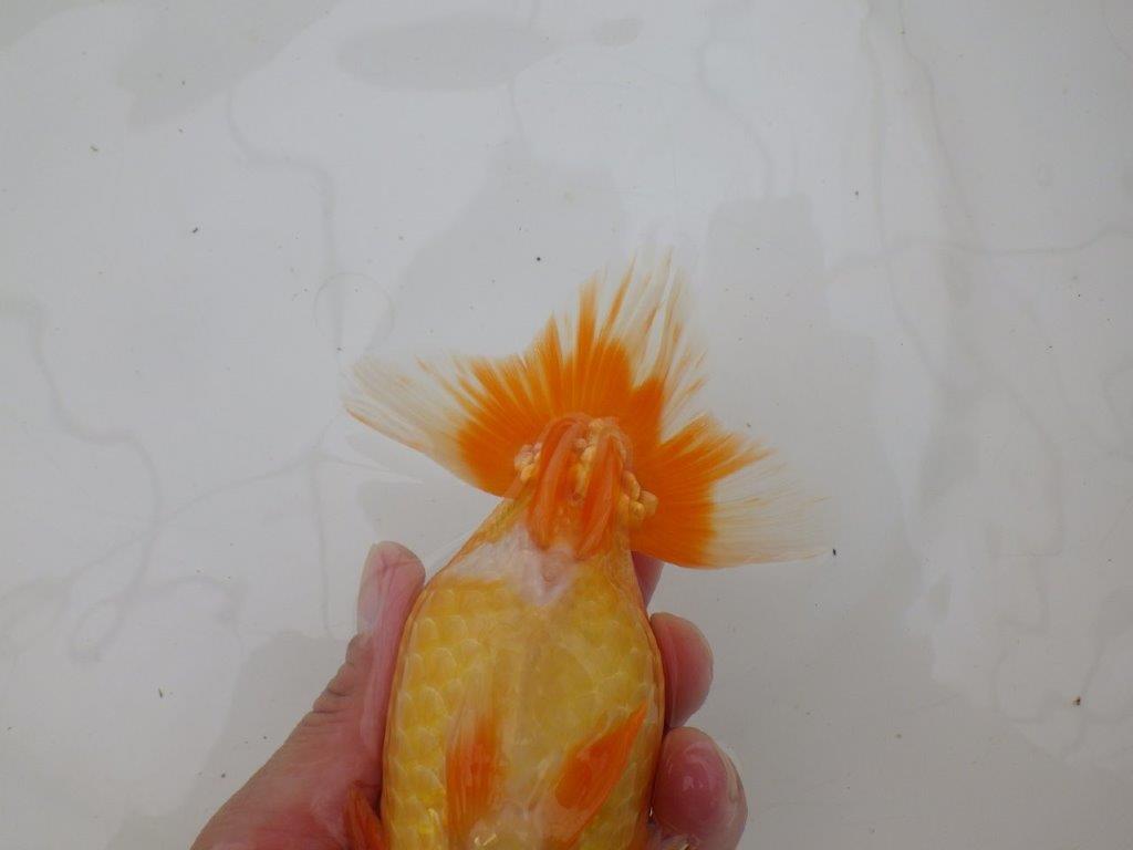 【 鉄板！！】素晴らしい頭、フンタンの発育！当歳らんちゅう　東大関系統　約15,5㎝  メス？