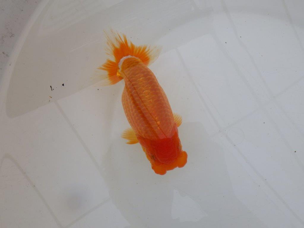 【 鉄板！！】素晴らしい頭、フンタンの発育！当歳らんちゅう　東大関系統　約15,5㎝  メス？