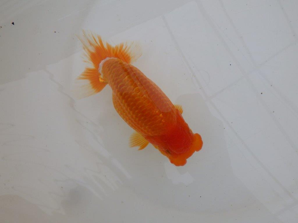 【 鉄板！！】素晴らしい頭、フンタンの発育！当歳らんちゅう　東大関系統　約15,5㎝  メス？