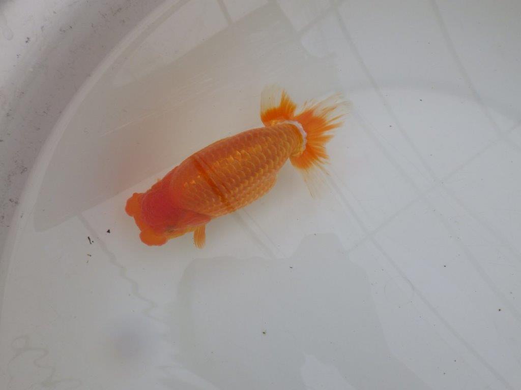 【 鉄板！！】素晴らしい頭、フンタンの発育！当歳らんちゅう　東大関系統　約15,5㎝  メス？