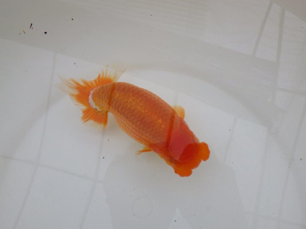 【 鉄板！！】素晴らしい頭、フンタンの発育！当歳らんちゅう　東大関系統　約15,5㎝  メス？