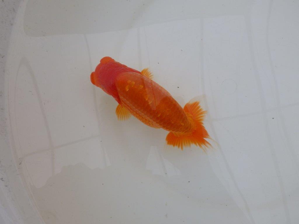 【 鉄板！！】種にもお勧めの系統！　当歳らんちゅう　東大関系統　約16㎝  メス？