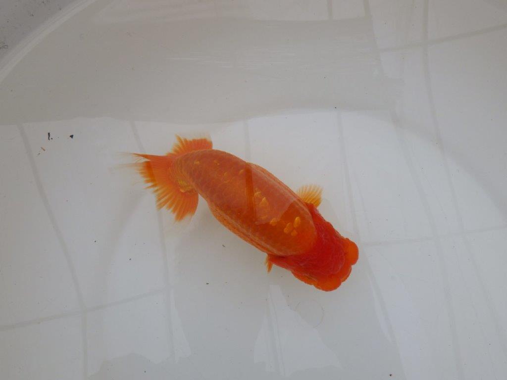 【 鉄板！！】種にもお勧めの系統！　当歳らんちゅう　東大関系統　約16㎝  メス？