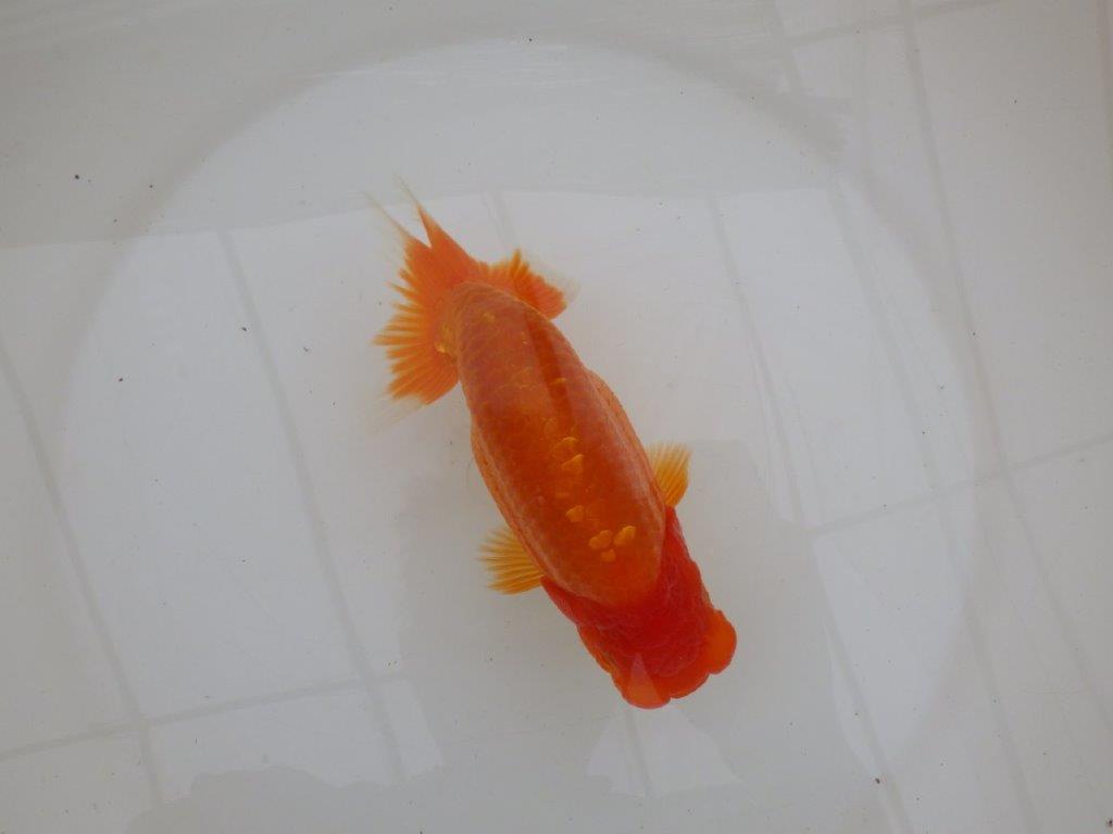 【 鉄板！！】種にもお勧めの系統！　当歳らんちゅう　東大関系統　約16㎝  メス？