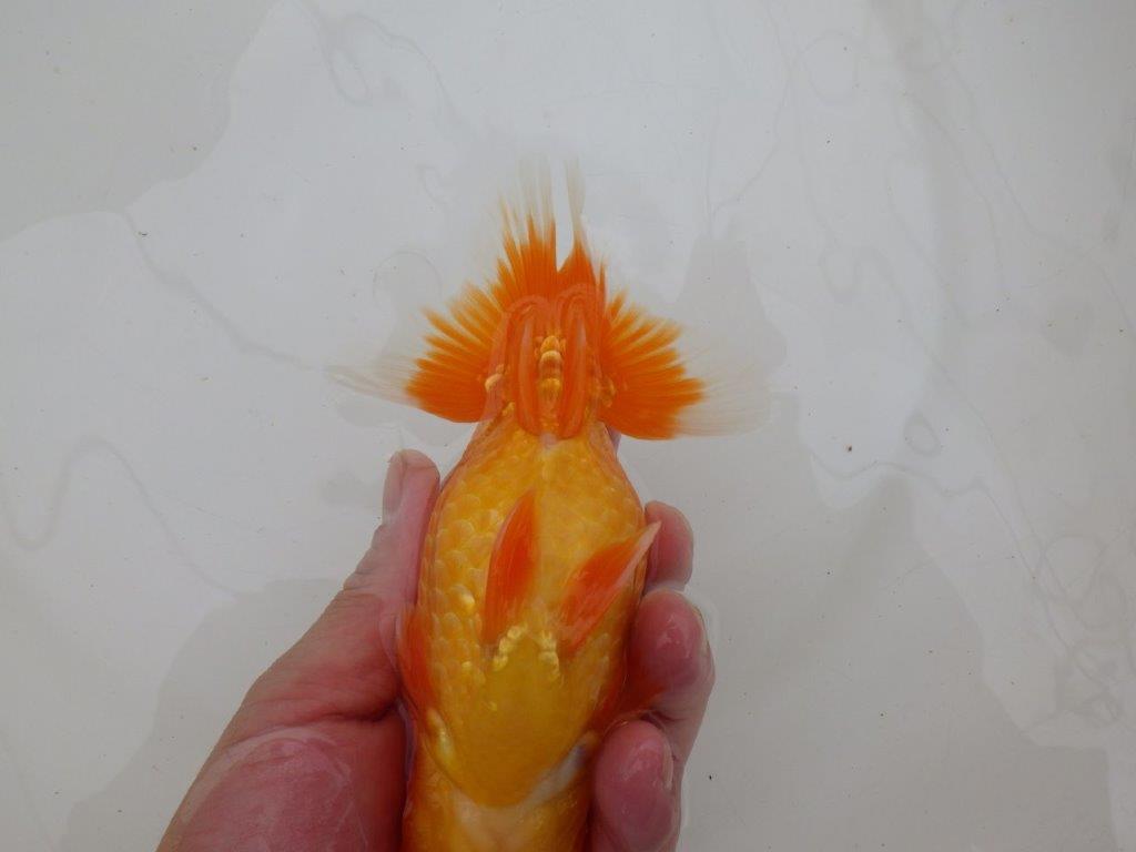 【 鉄板！！】種にもお勧めの系統！　当歳らんちゅう　東大関系統　約16㎝  メス？