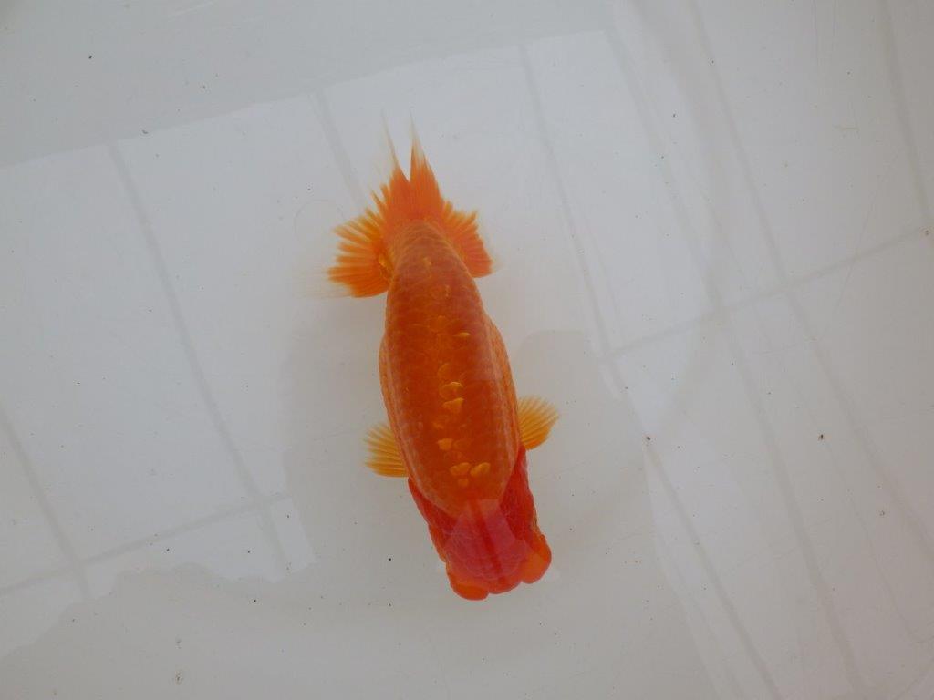 【 鉄板！！】種にもお勧めの系統！　当歳らんちゅう　東大関系統　約16㎝  メス？