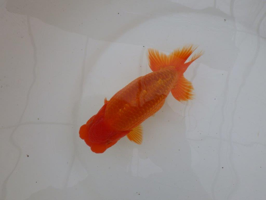 【 鉄板！！】素晴らしい雰囲気！　当歳らんちゅう　東大関系統　約15,5㎝  オス？