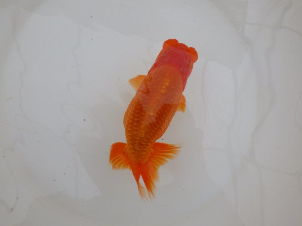 【 鉄板！！】素晴らしい雰囲気！　当歳らんちゅう　東大関系統　約15,5㎝  オス？
