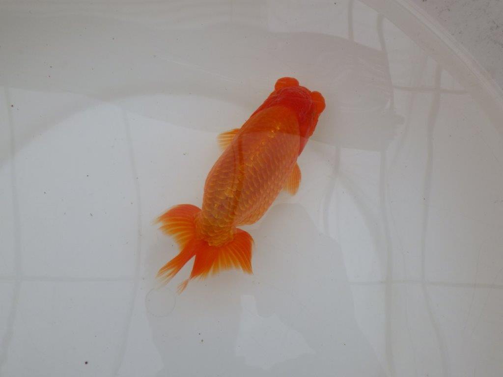 【 鉄板！！】素晴らしい雰囲気！　当歳らんちゅう　東大関系統　約15,5㎝  オス？