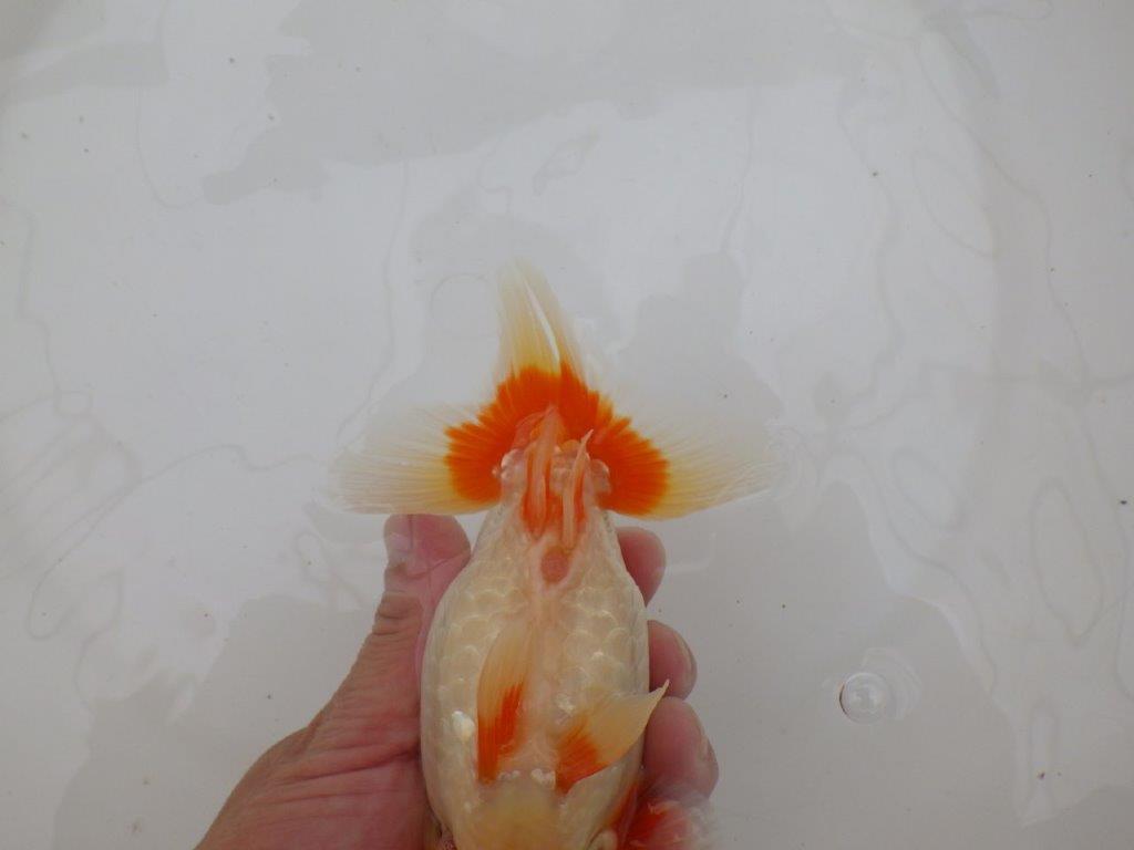 【 鉄板！！】素晴らしい尾型・尾構え当歳らんちゅう　東大関系統　約15㎝  メス？
