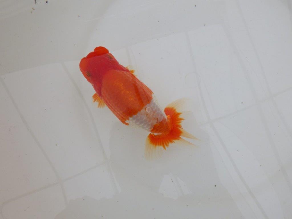 【 鉄板！！】当歳らんちゅう　東大関系統　約15,5㎝  メス？