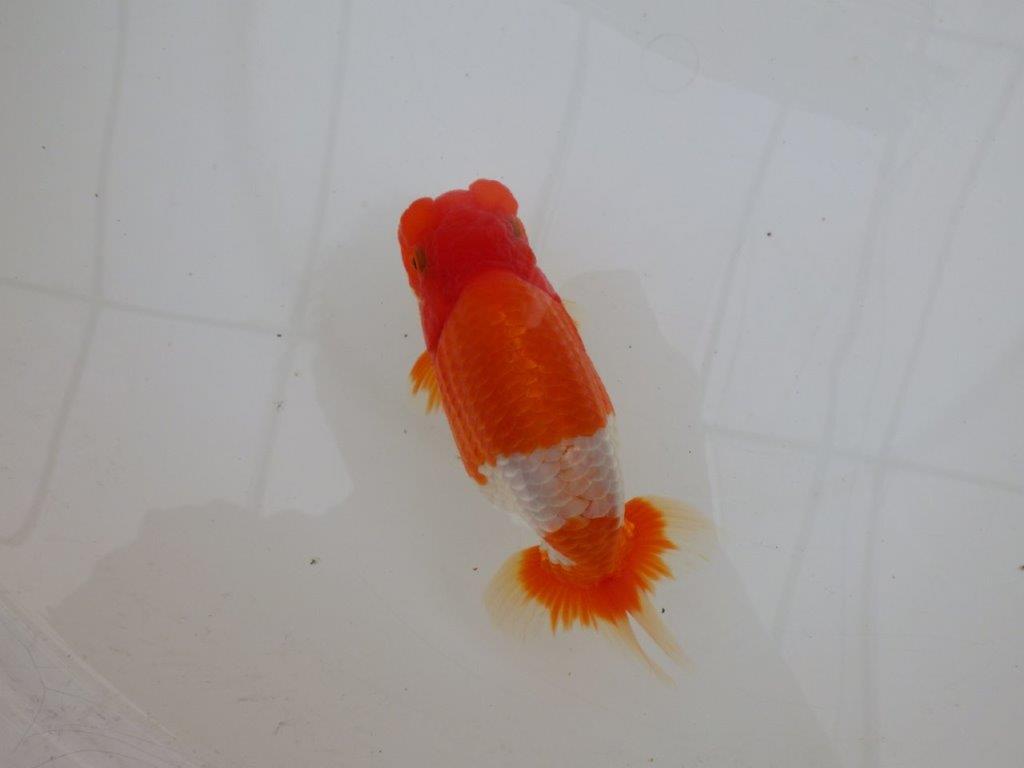 【 鉄板！！】当歳らんちゅう　東大関系統　約15,5㎝  メス？
