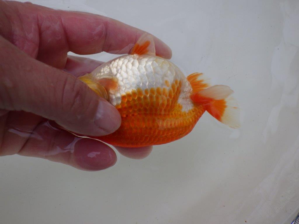 【激レア入荷全国トップブリーダー山田芳人氏 】飼い込みお勧め当歳らんちゅう約12,5㎝オス?