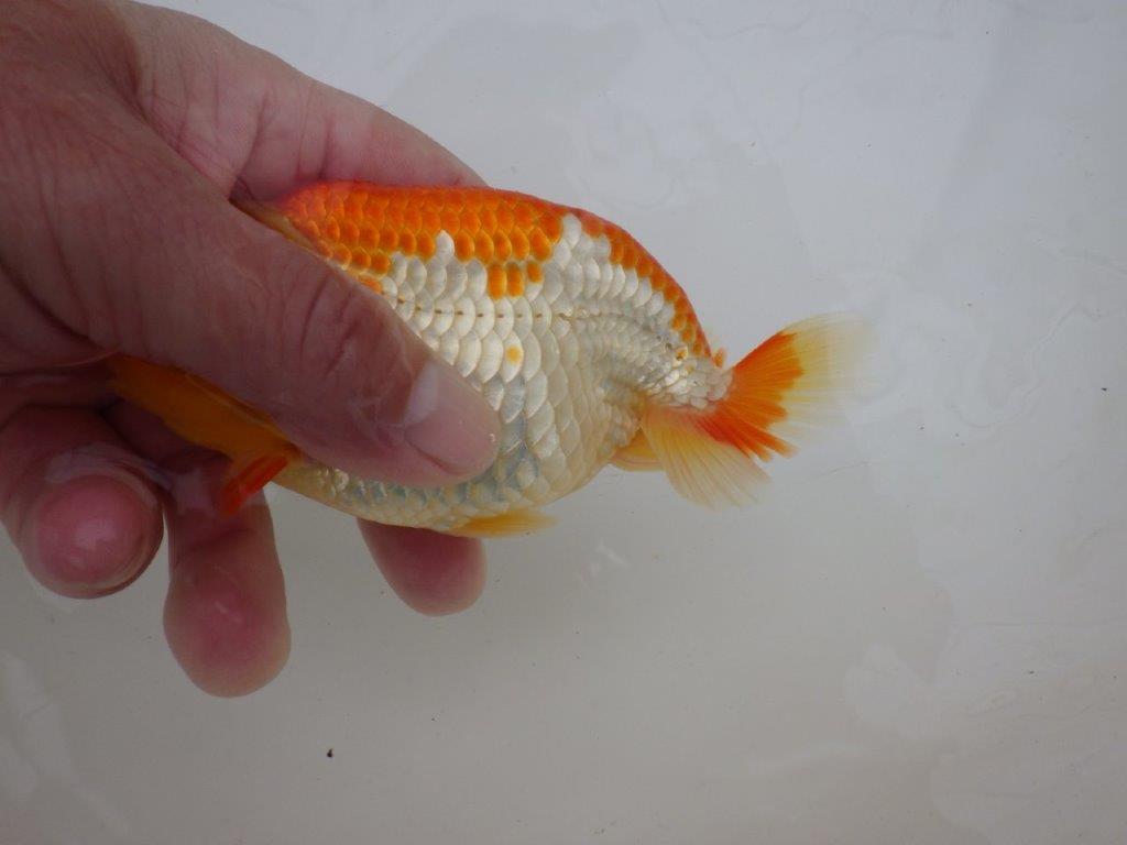 【激レア入荷全国トップブリーダー山田芳人氏 】飼い込みお勧め当歳らんちゅう約13㎝オス?