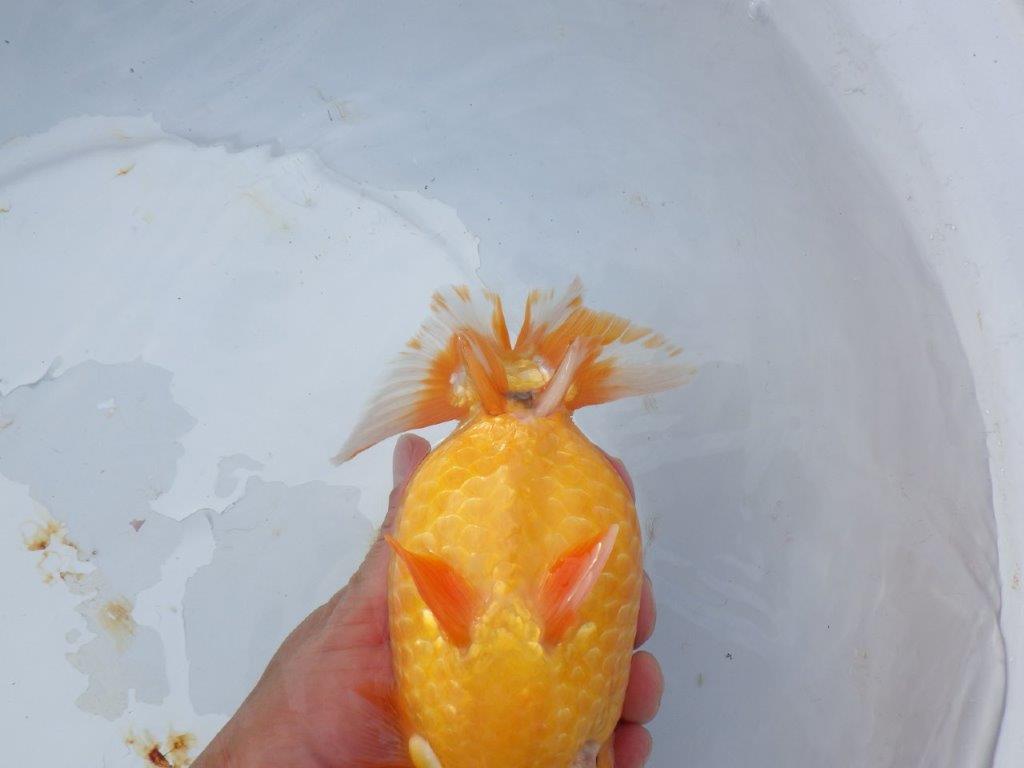 【 志摩紅鱗会 二歳魚の部】 前頭 入賞魚 約19㎝  オス?