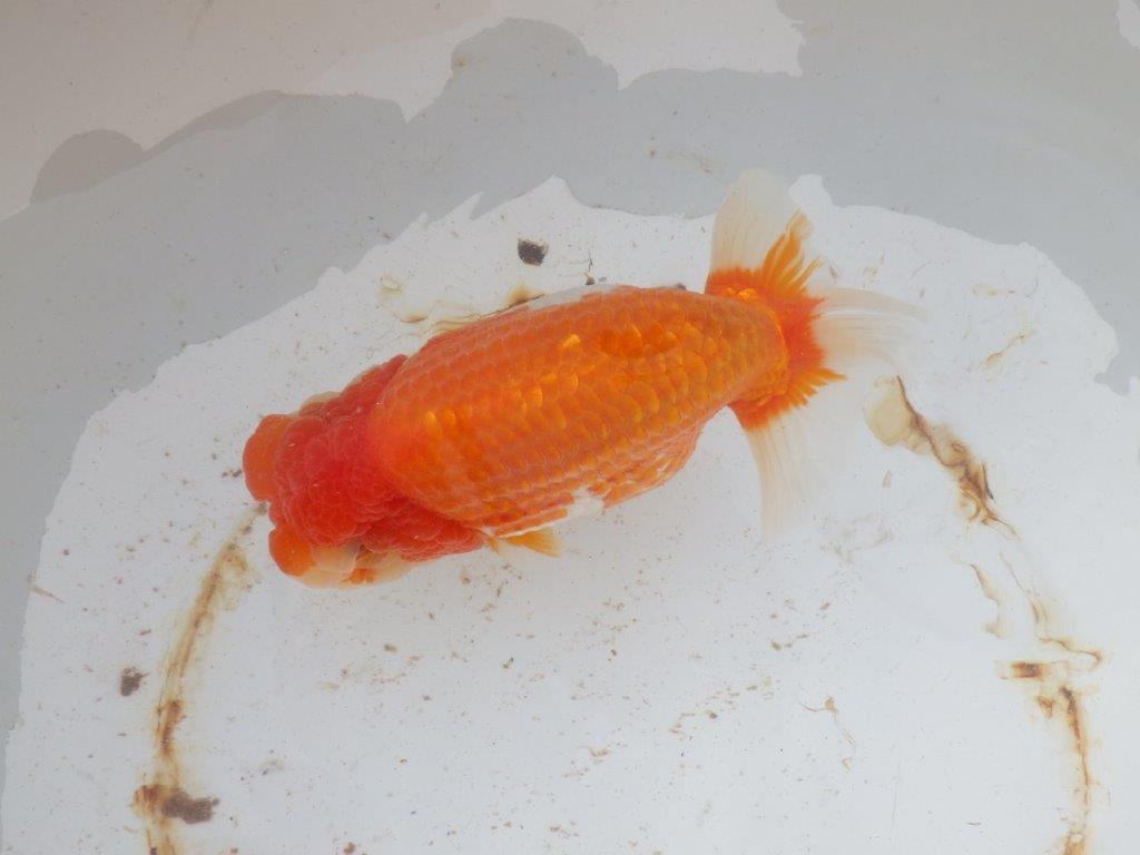 【 志摩紅鱗会 二歳魚の部】 西前頭三 入賞魚 約17㎝  メス?