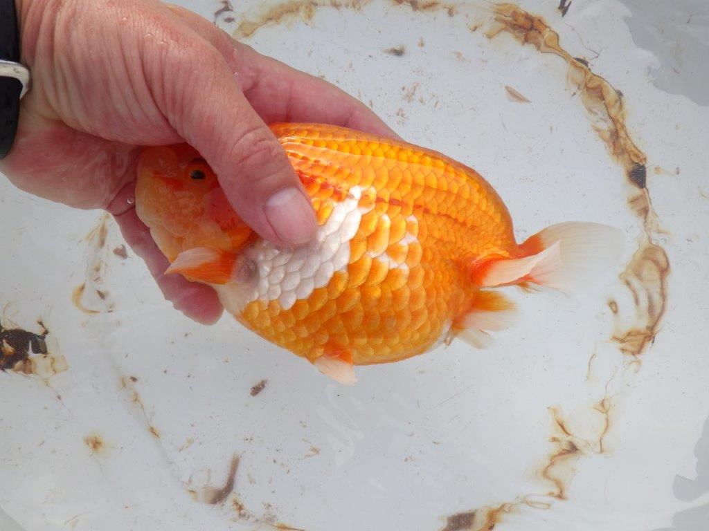 【 志摩紅鱗会 二歳魚の部】 西前頭三 入賞魚 約17㎝  メス?