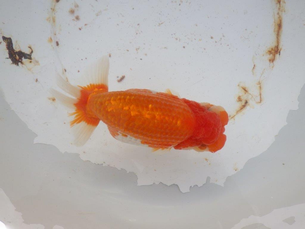 【 志摩紅鱗会 二歳魚の部】 西前頭三 入賞魚 約17㎝  メス?