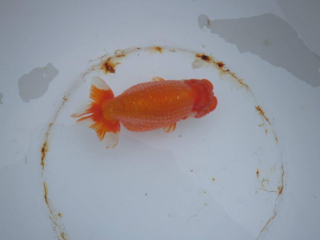 【 志摩紅鱗会　二歳魚の部】　東前頭一　入賞魚　約15,5㎝  オス？