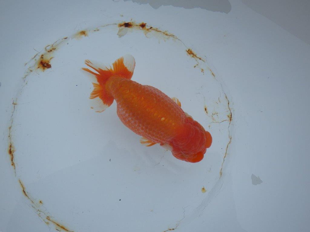 【 志摩紅鱗会　二歳魚の部】　東前頭一　入賞魚　約15,5㎝  オス？