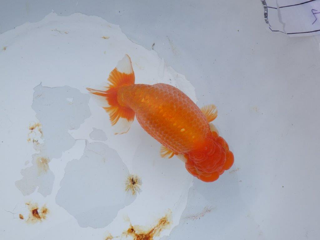 【 志摩紅鱗会　二歳魚の部】　東前頭一　入賞魚　約15,5㎝  オス？