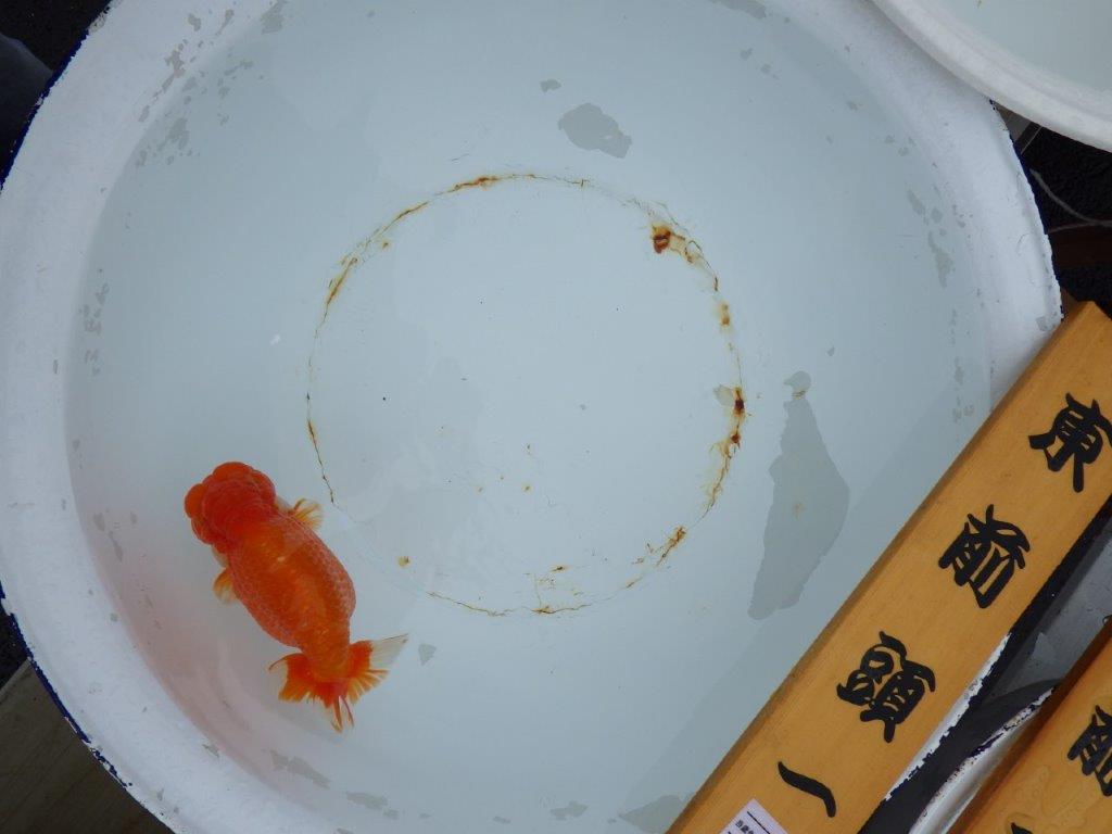 【 志摩紅鱗会　二歳魚の部】　東前頭一　入賞魚　約15,5㎝  オス？