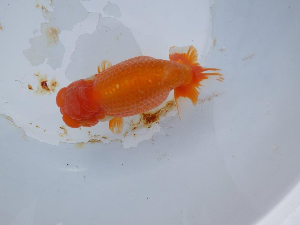 【 志摩紅鱗会　二歳魚の部】　東前頭一　入賞魚　約15,5㎝  オス？