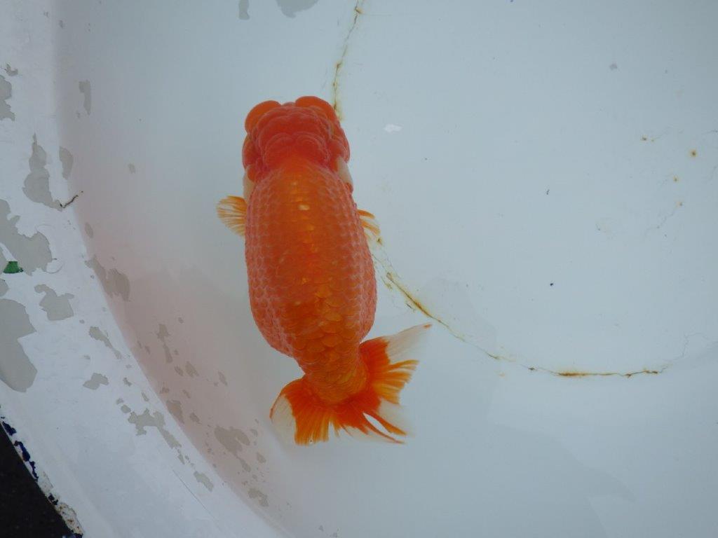 【 志摩紅鱗会　二歳魚の部】　東前頭一　入賞魚　約15,5㎝  オス？