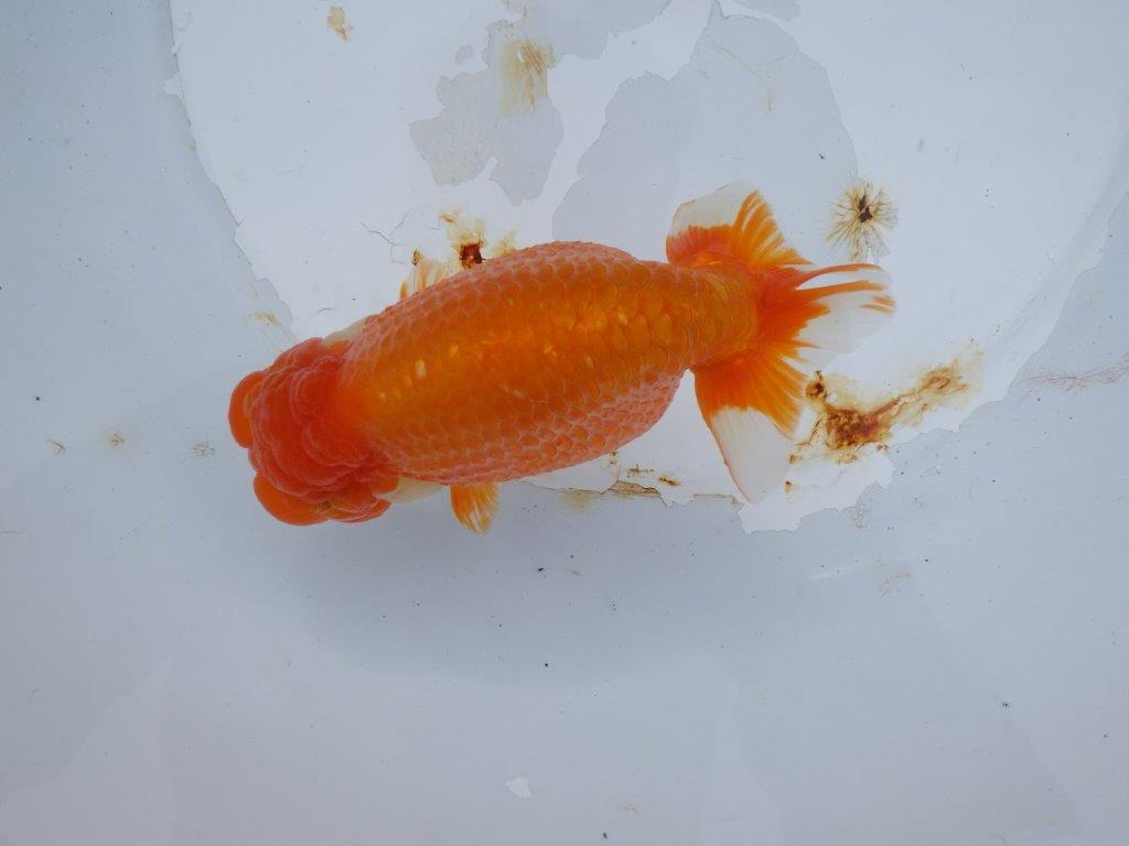 【 志摩紅鱗会　二歳魚の部】　東前頭一　入賞魚　約15,5㎝  オス？