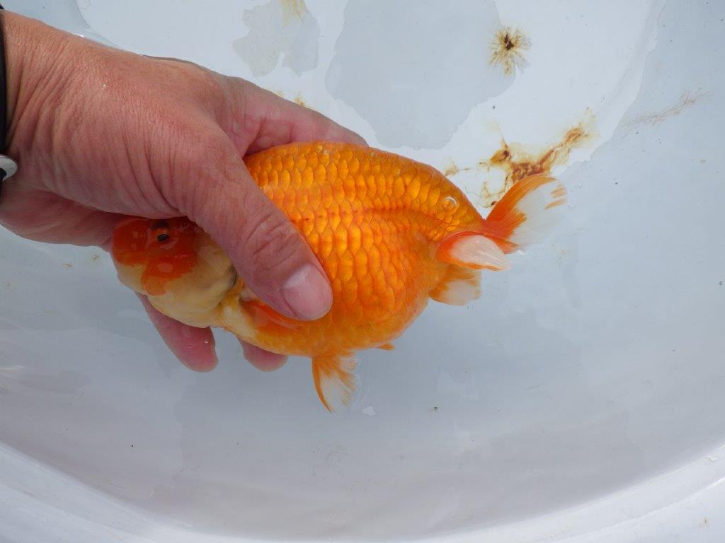 【 志摩紅鱗会　二歳魚の部】　東前頭一　入賞魚　約15,5㎝  オス？