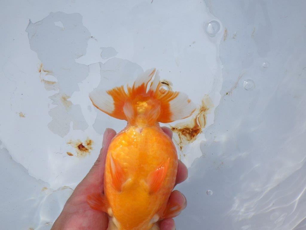 【 志摩紅鱗会　二歳魚の部】　東前頭一　入賞魚　約15,5㎝  オス？