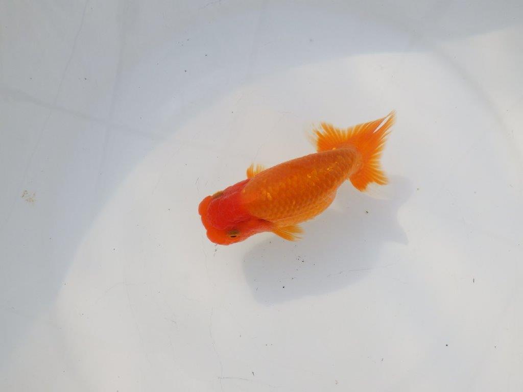 【 志摩紅鱗会所属ブリーダーN.M様 当歳らんちゅう】尾型が良く背も◎ 約12㎝ オス?