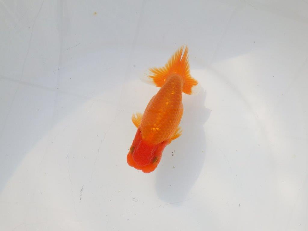 【 志摩紅鱗会所属ブリーダーN.M様 当歳らんちゅう】尾型が良く背も◎ 約12㎝ オス?