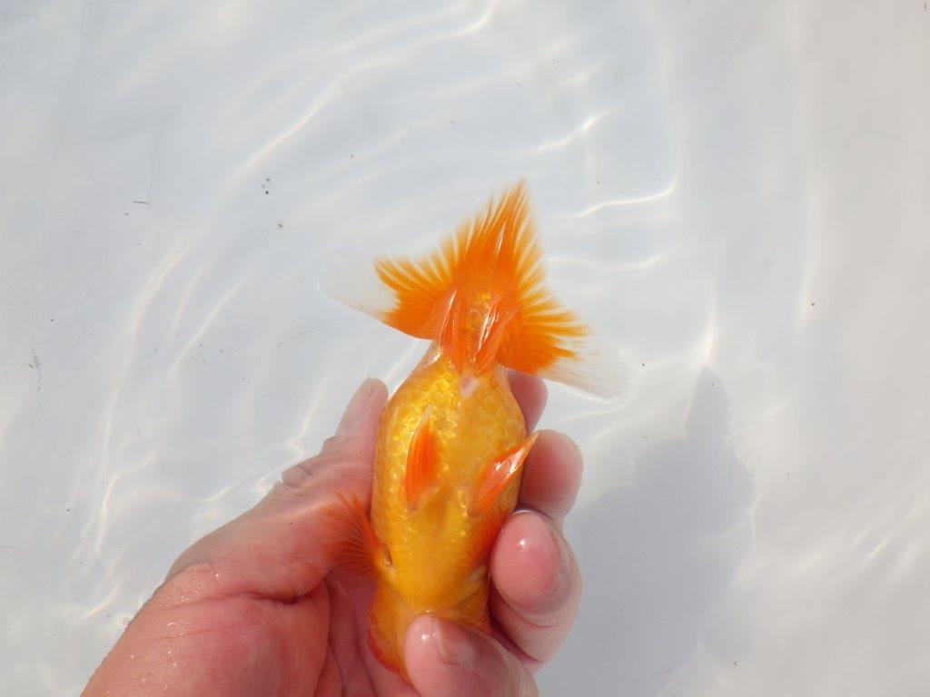 【 志摩紅鱗会所属ブリーダーN.M様 当歳らんちゅう】尾型が良く背も◎ 約12㎝ オス?