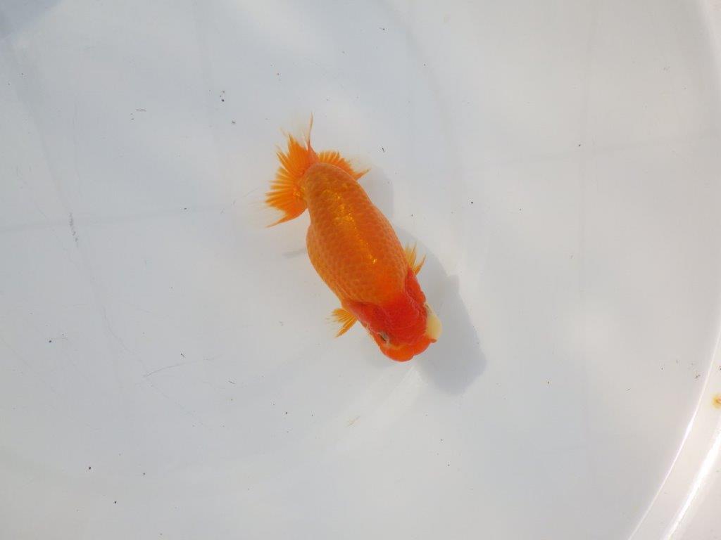 【 志摩紅鱗会所属ブリーダーN.M様 当歳らんちゅう】上見が映える!! 約13㎝  オス?