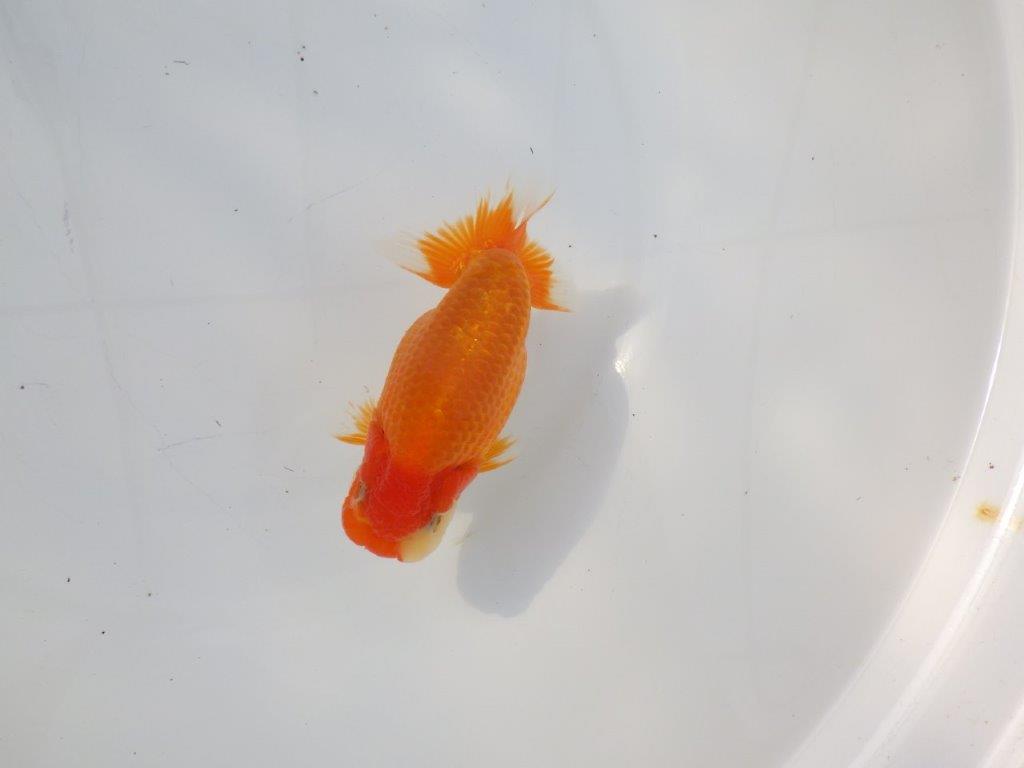 【 志摩紅鱗会所属ブリーダーN.M様 当歳らんちゅう】上見が映える!! 約13㎝  オス?