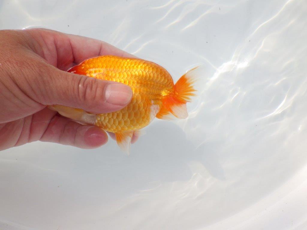 【 志摩紅鱗会所属ブリーダーN.M様 当歳らんちゅう】上見が映える!! 約13㎝  オス?