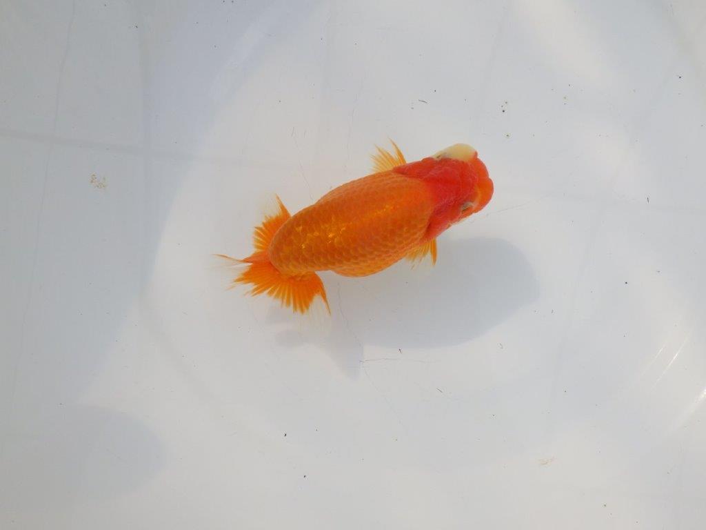 【 志摩紅鱗会所属ブリーダーN.M様 当歳らんちゅう】上見が映える!! 約13㎝  オス?