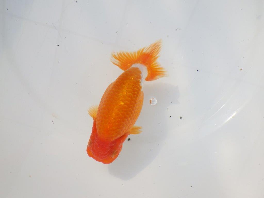 【 志摩紅鱗会所属ブリーダーN.M様 当歳らんちゅう】上見がお勧め! 約14㎝  オス?