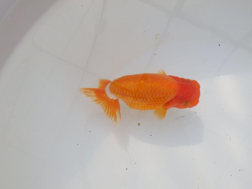 【 志摩紅鱗会所属ブリーダーN.M様 当歳らんちゅう】上見がお勧め! 約14㎝  オス?