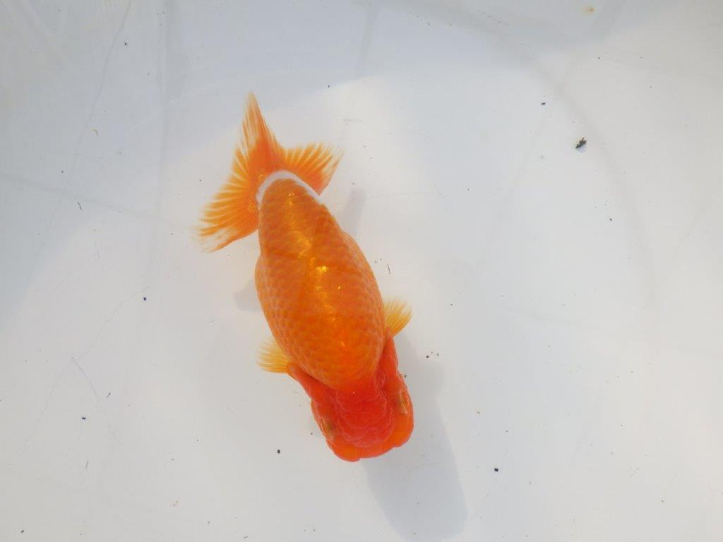 【 志摩紅鱗会所属ブリーダーN.M様 当歳らんちゅう】上見がお勧め! 約14㎝  オス?