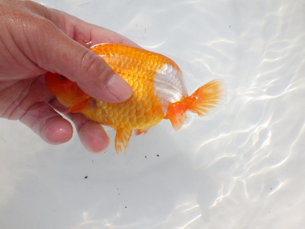 【 志摩紅鱗会所属ブリーダーN.M様 当歳らんちゅう】上見がお勧め! 約14㎝  オス?