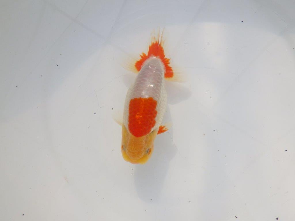 【 志摩紅鱗会所属ブリーダーN.M様 当歳らんちゅう】柄、背なりが綺麗!! 約14,5㎝  オス?