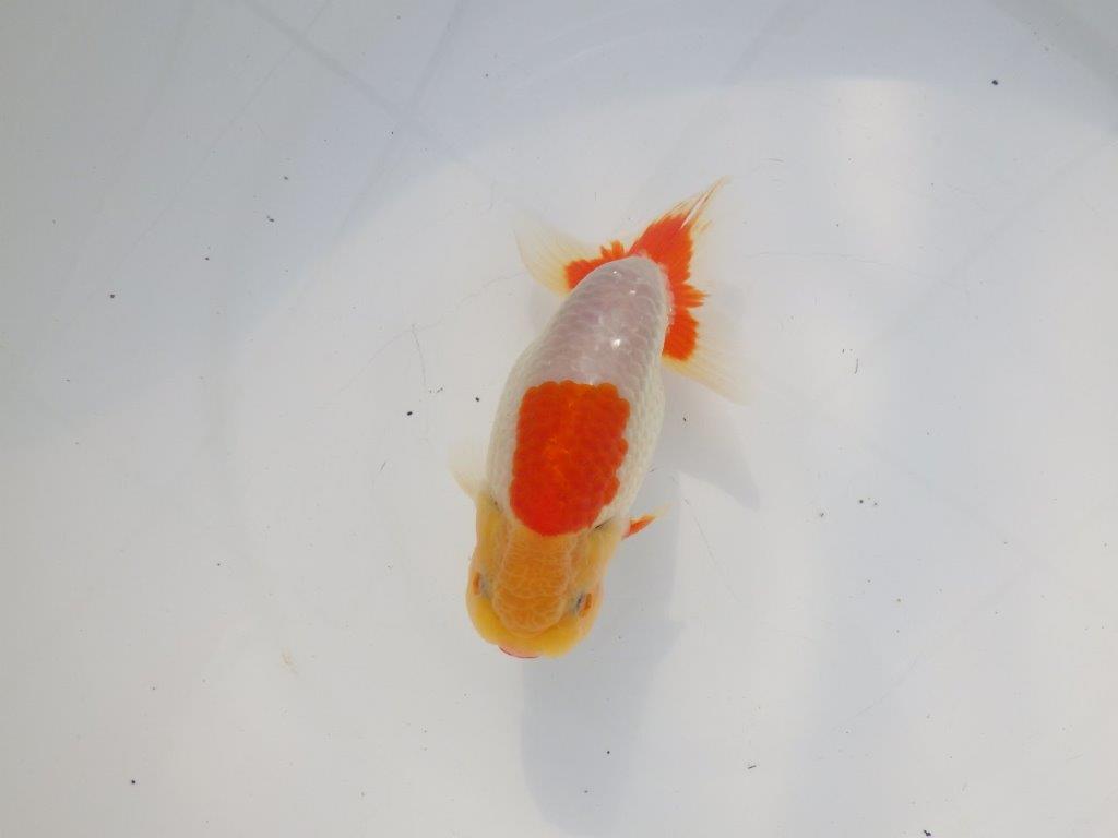 【 志摩紅鱗会所属ブリーダーN.M様 当歳らんちゅう】柄、背なりが綺麗!! 約14,5㎝  オス?