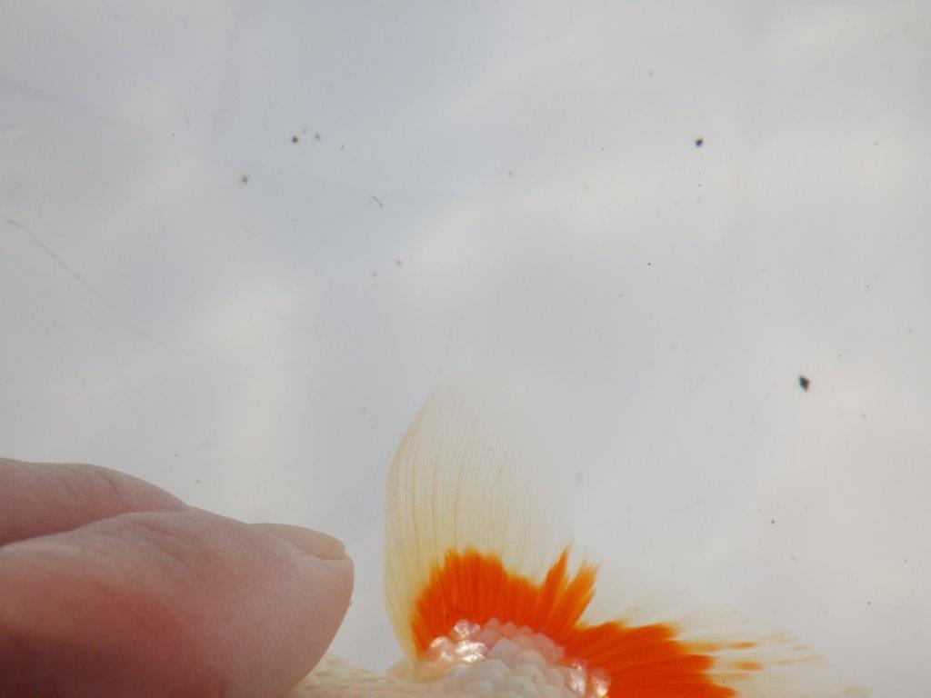 【 志摩紅鱗会所属ブリーダーN.M様 当歳らんちゅう】柄、背なりが綺麗!! 約14,5㎝  オス?