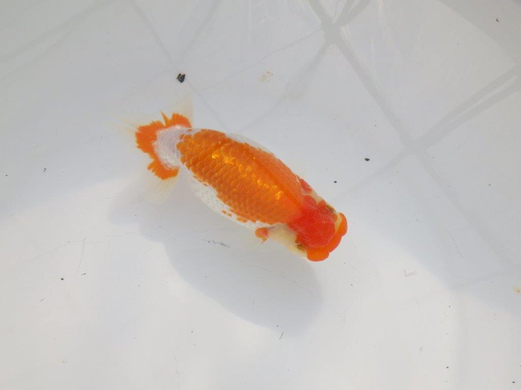 【 志摩紅鱗会所属ブリーダーN.M様 当歳らんちゅう】迫力あり! 約14,5㎝  メス?